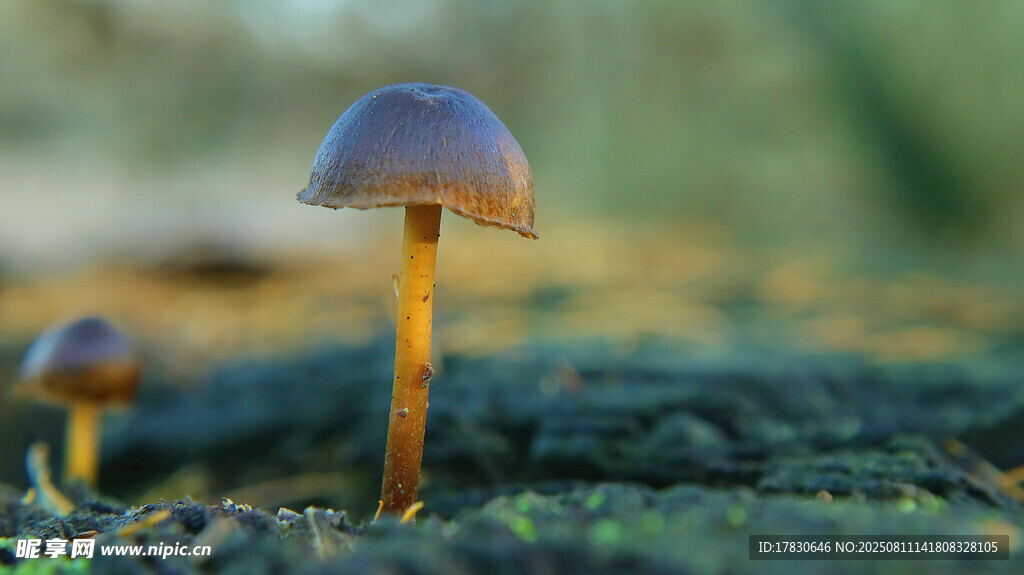 草地上的小巧蘑菇