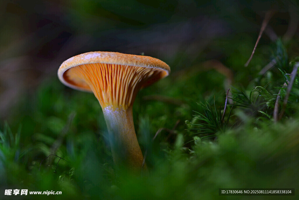 草丛中的橙色蘑菇