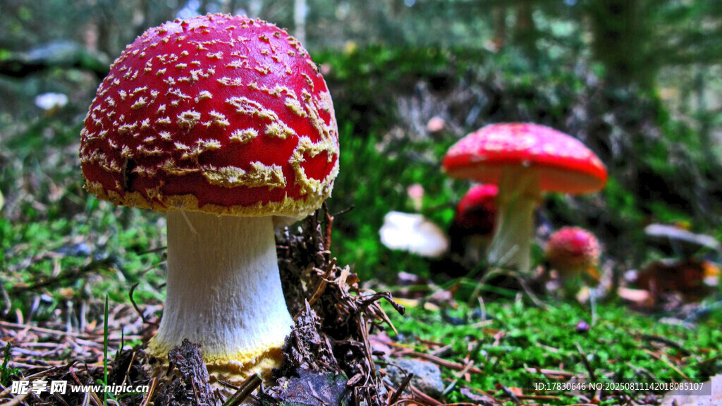 森林中的鲜艳红蘑菇
