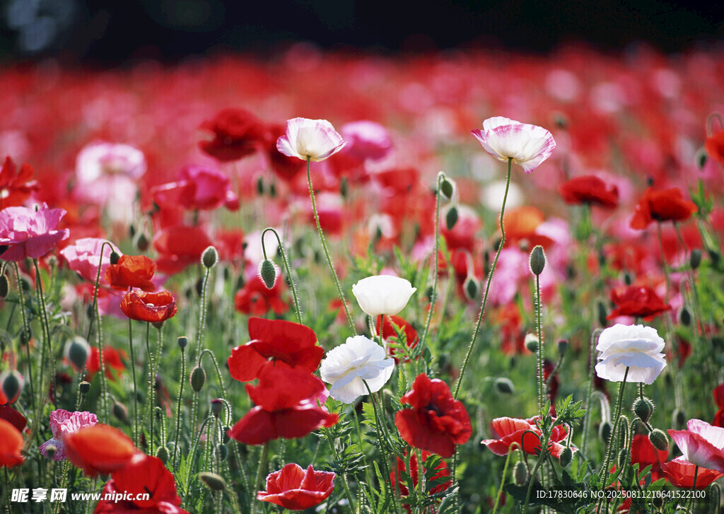 绚烂多彩的虞美人花海