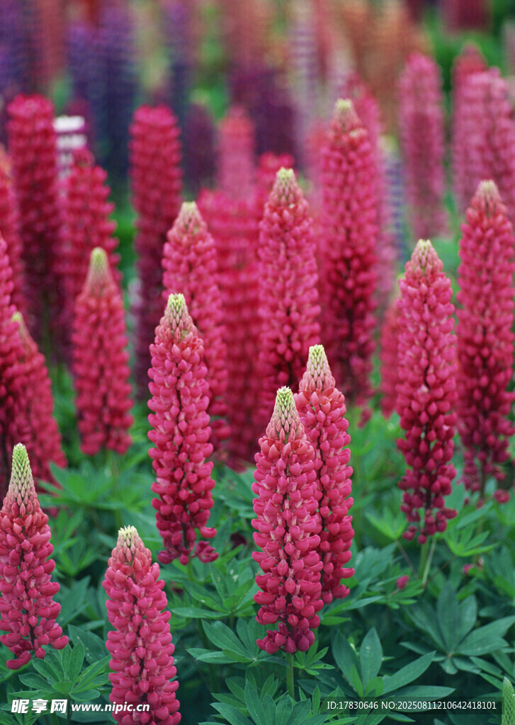 艳丽羽扇豆花绽放