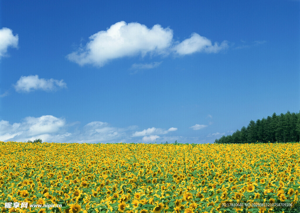向日葵花海蓝天美景