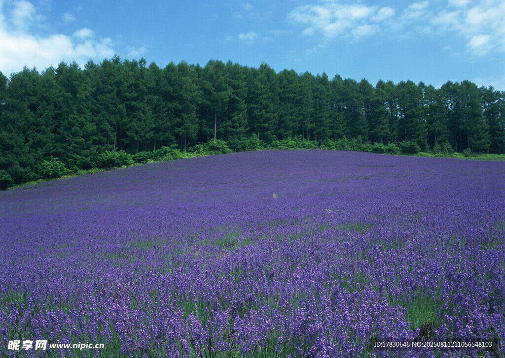 紫色薰衣草花海美景