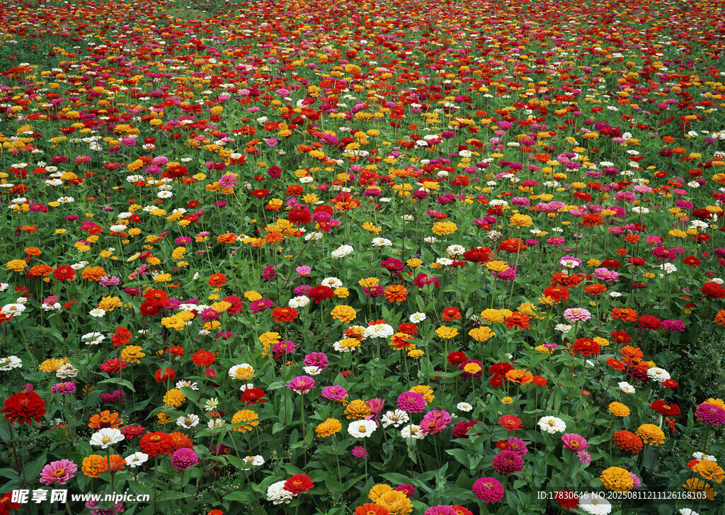 五彩斑斓的绚烂花海