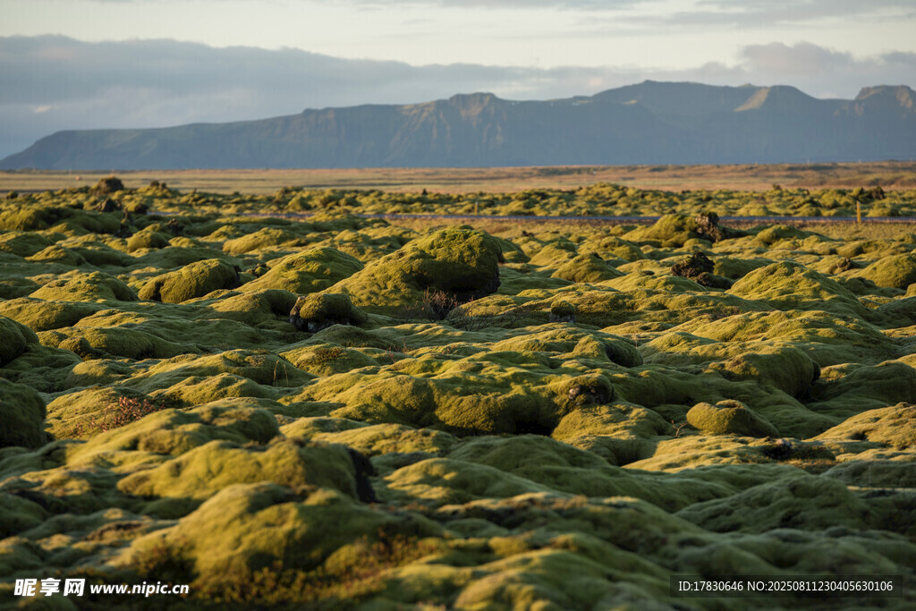 广袤原野上的繁茂植被