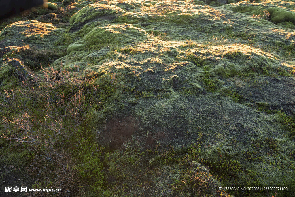 阳光下的青苔覆盖岩石