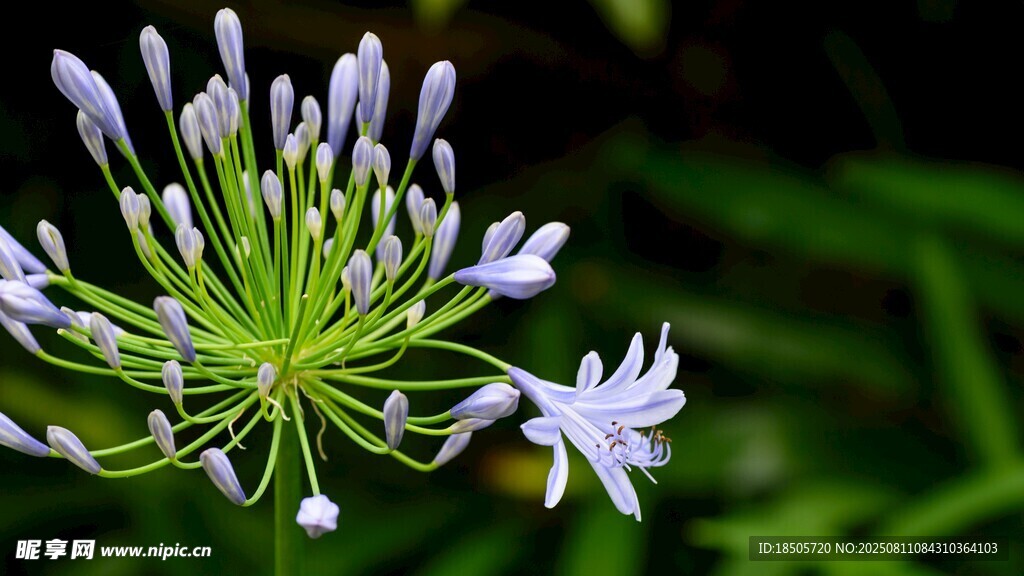 优雅绽放的紫色百子莲
