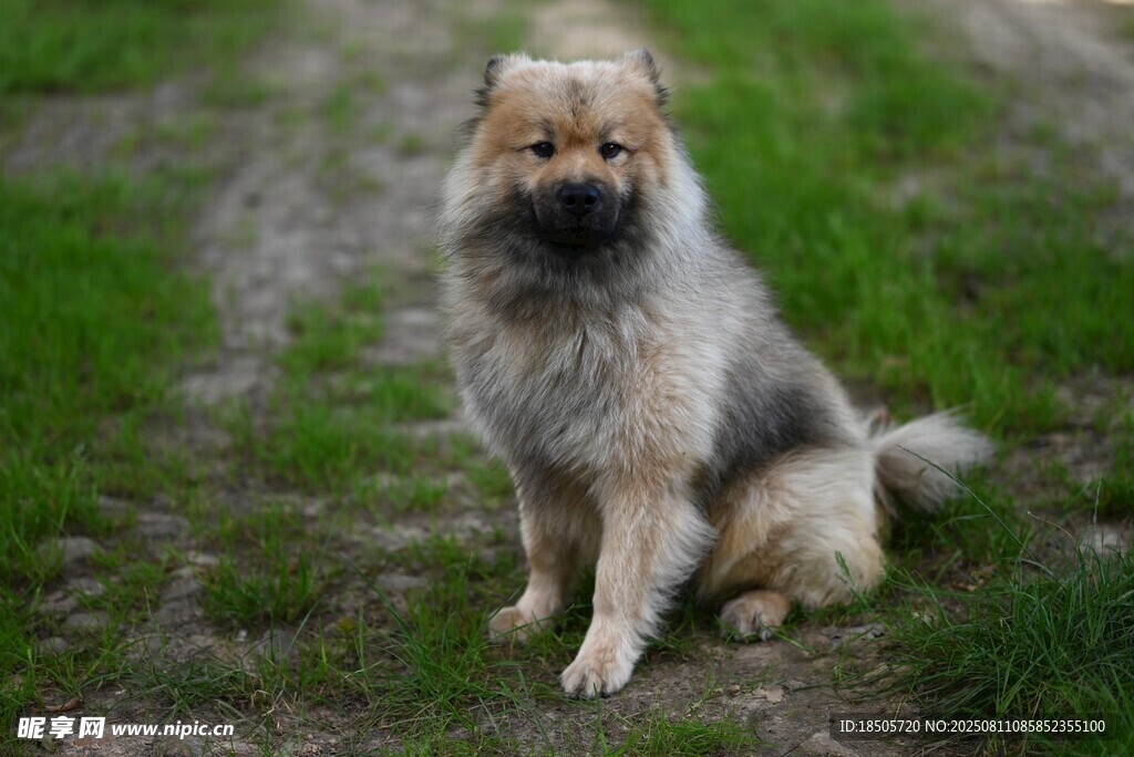 草地旁坐着的可爱毛茸茸犬