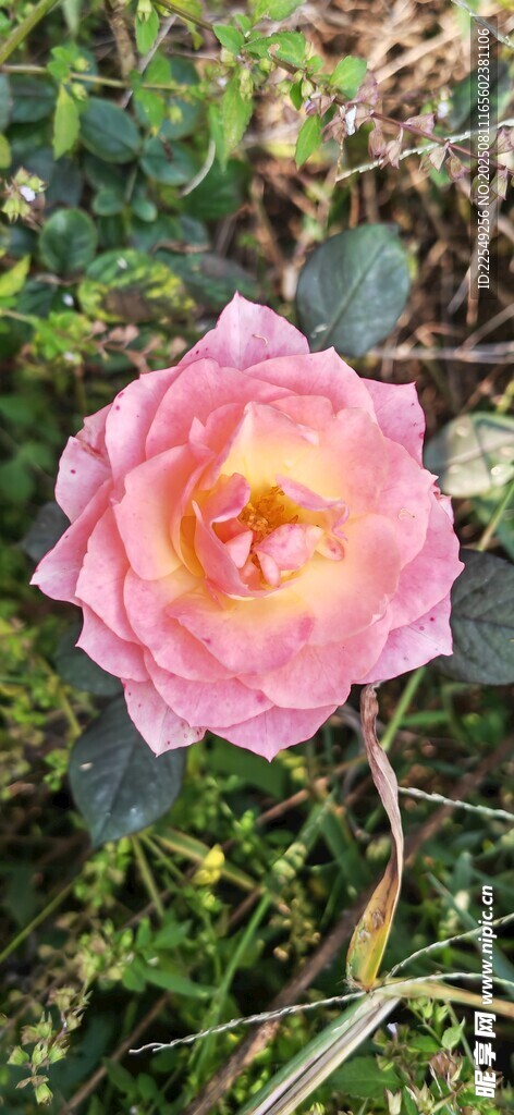 娇艳粉色玫瑰绽放