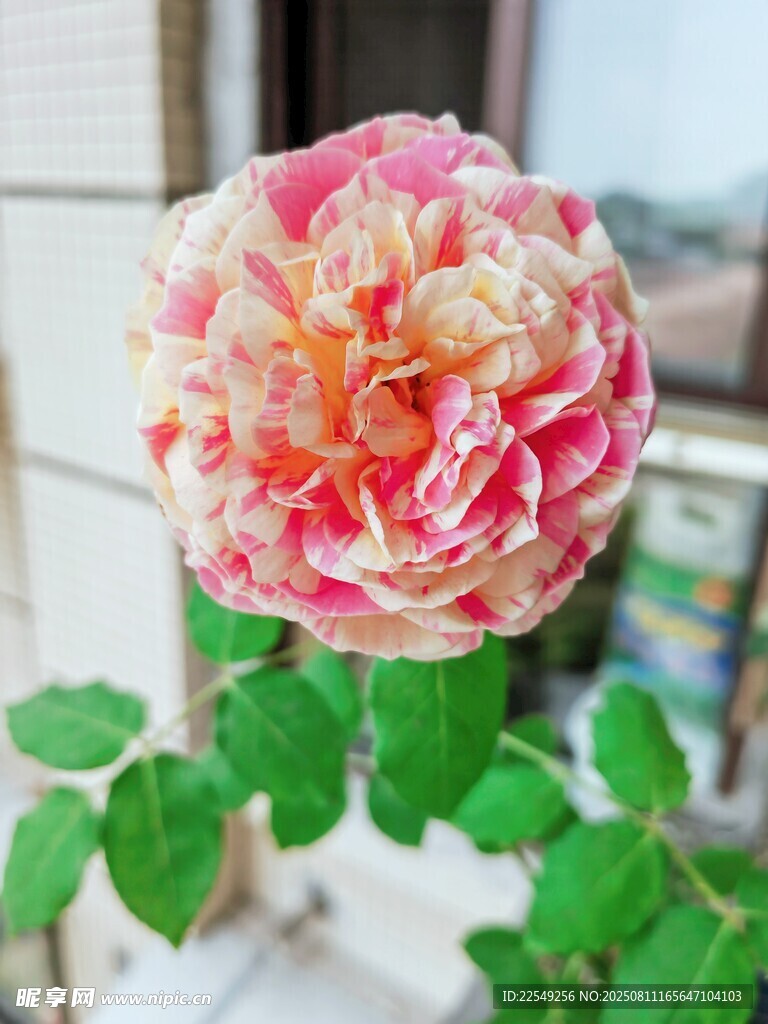 娇艳双色月季花特写