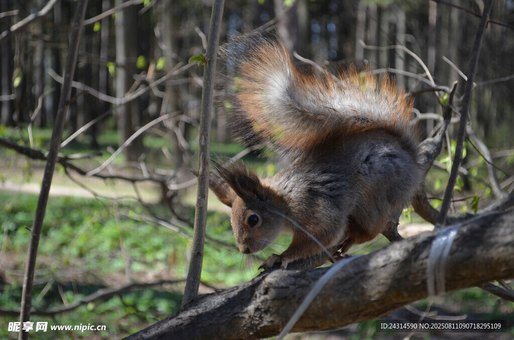 树枝上的蓬松松鼠