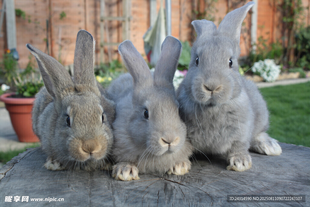 四只灰兔可爱同框