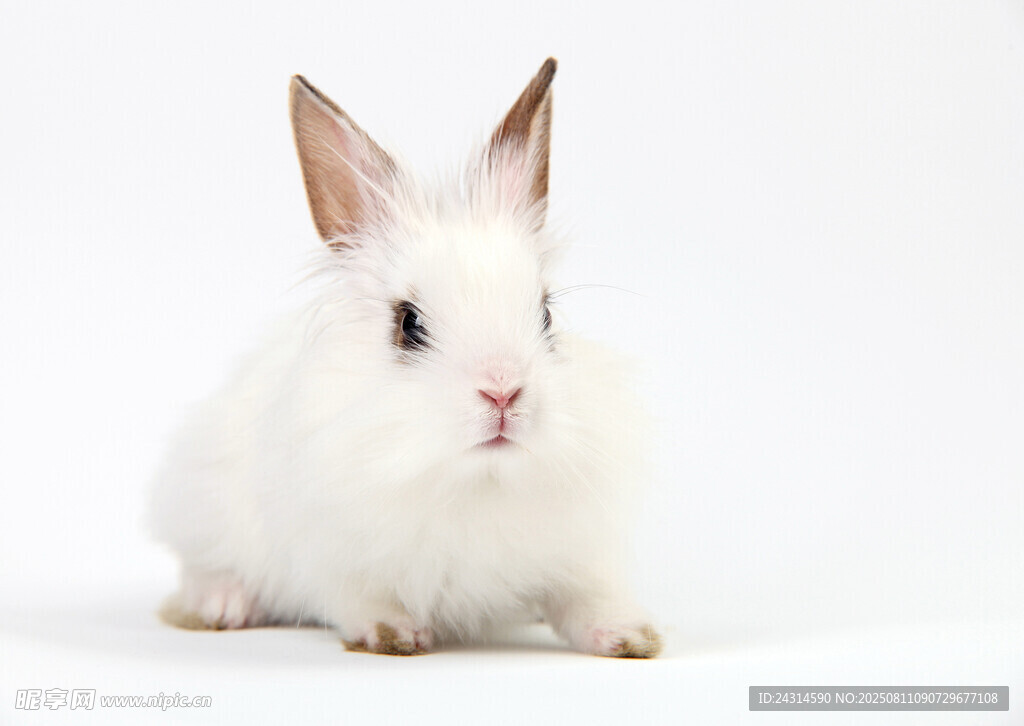 可爱白兔静卧