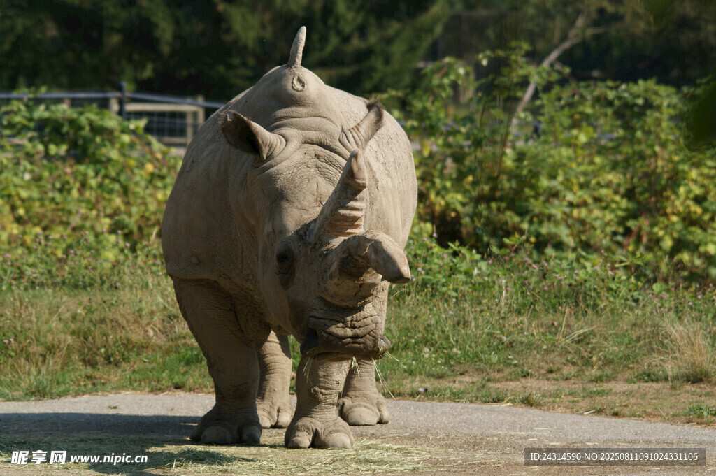 野外独行的犀牛