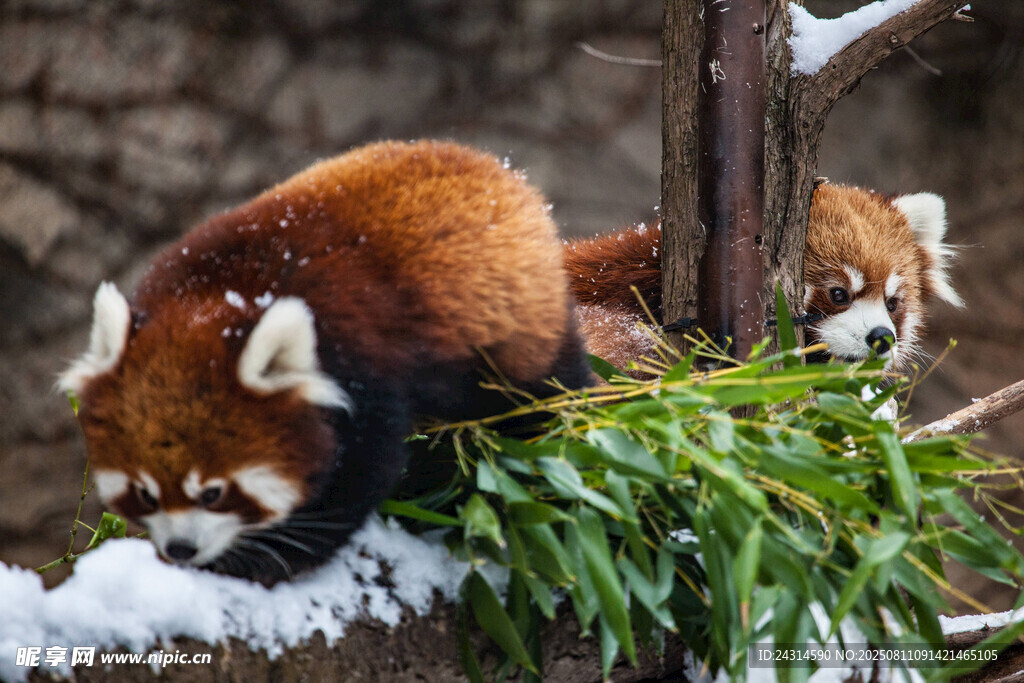 小熊猫雪地啃食鲜绿竹子