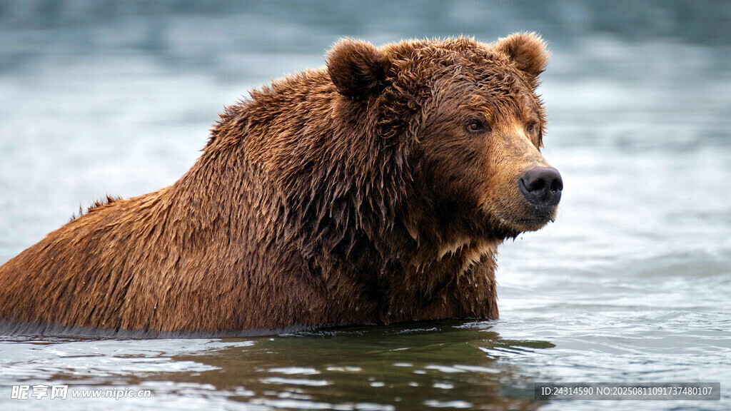 水中的棕熊