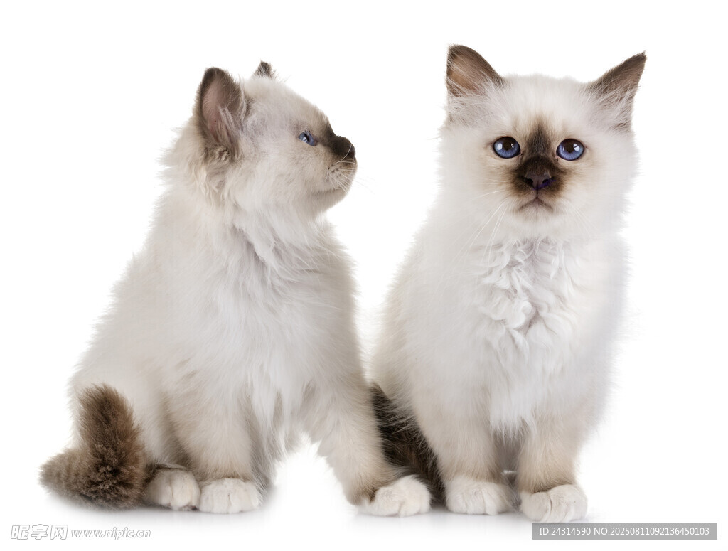 两只可爱的小猫咪