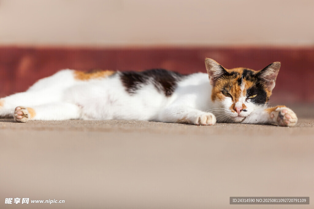 三色猫惬意躺卧沙发上