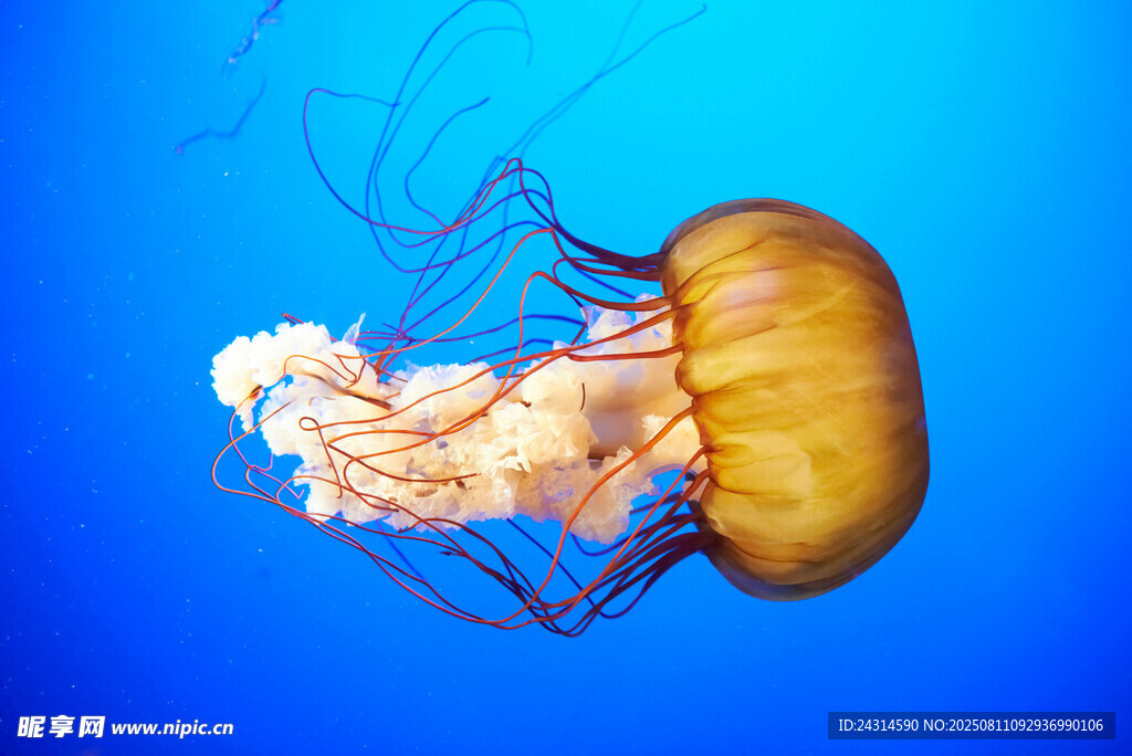 蓝色背景下的金黄水母