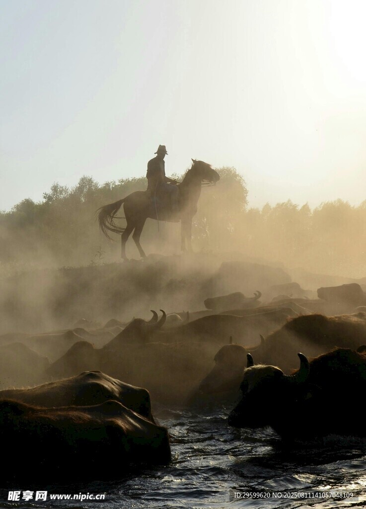 夕阳下骑手策马踏水