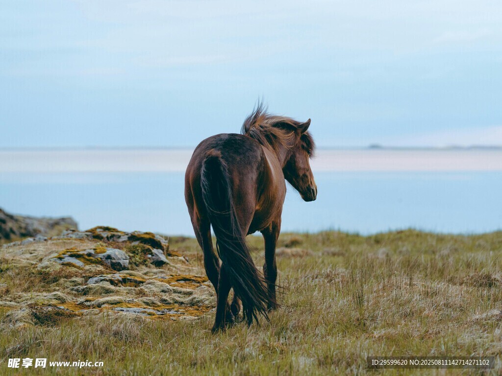 草原上独行的骏马