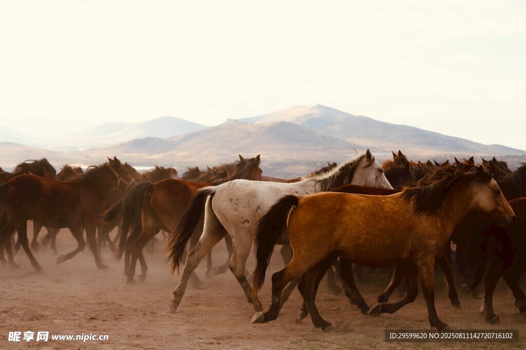 草原群马奔腾的壮观景象