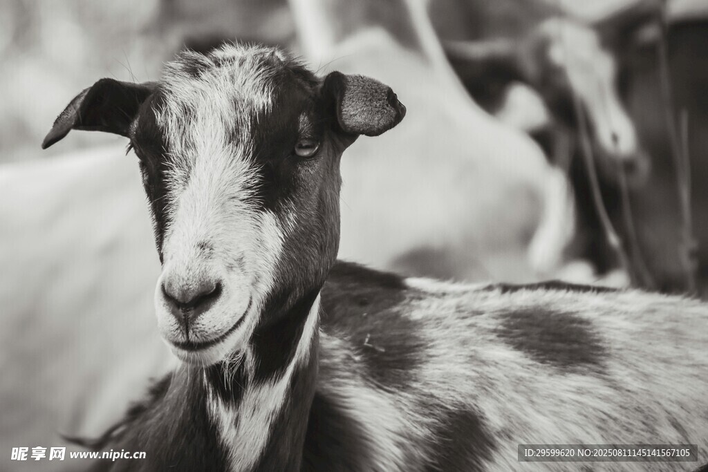 黑白照片中的可爱山羊