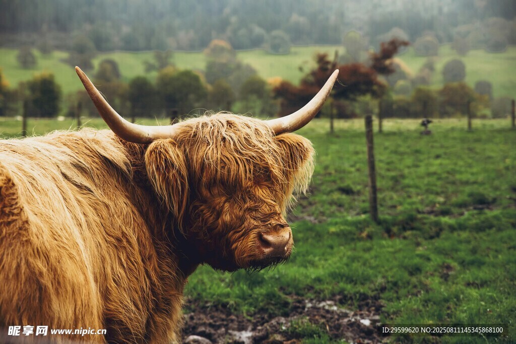 高地长毛牛站在绿野间