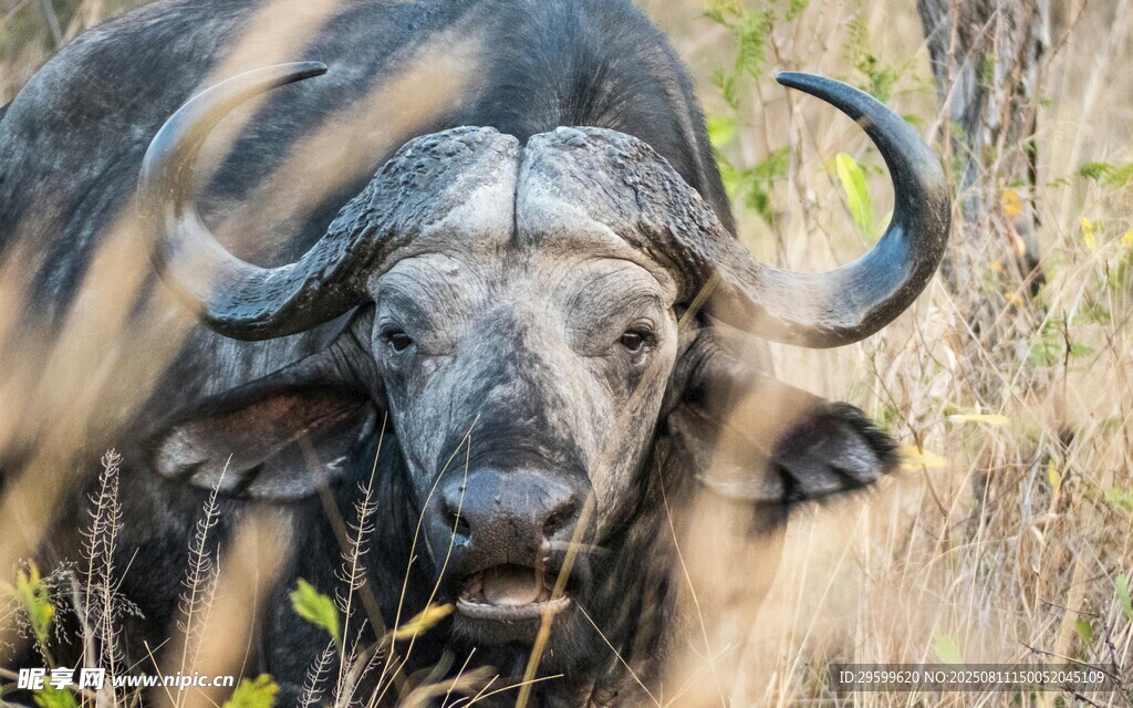 草原上的长角水牛