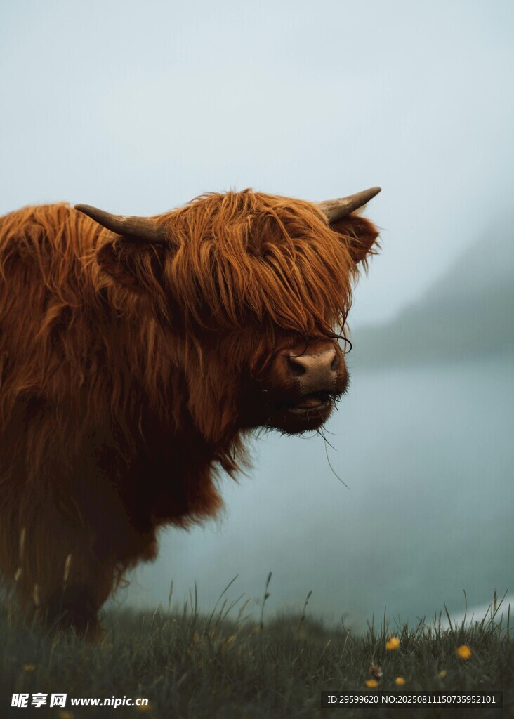 湖畔长毛牛