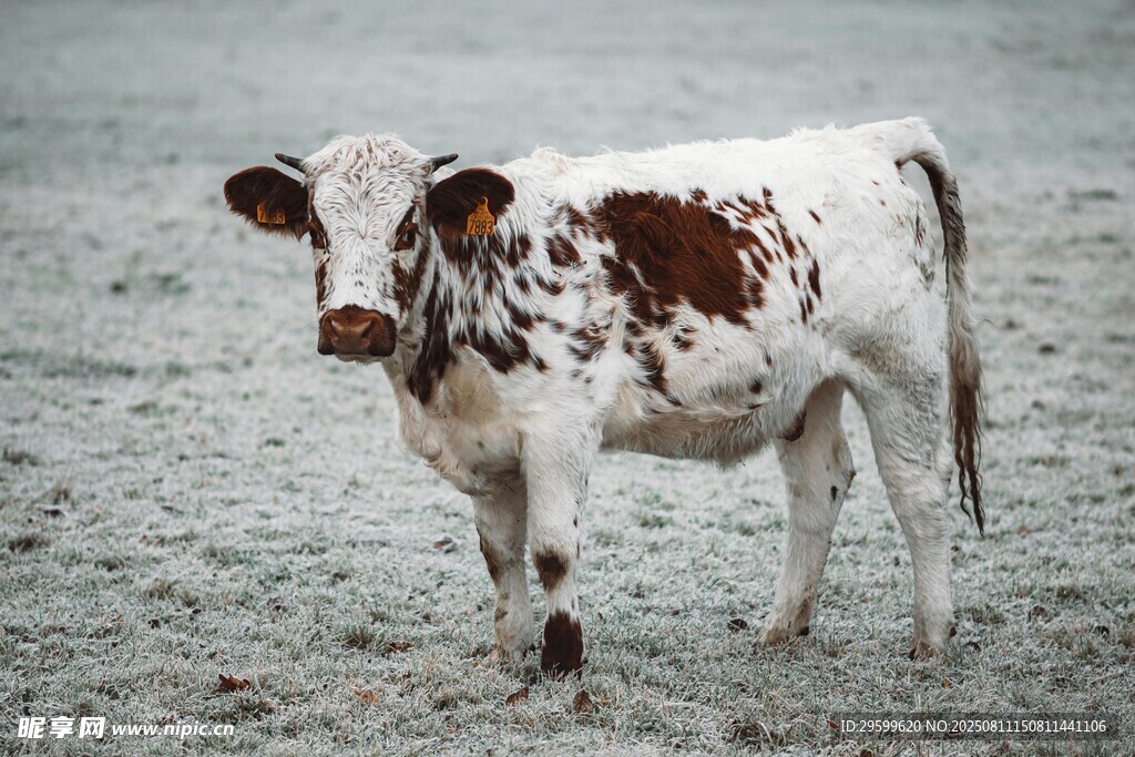 斑点奶牛站立于户外