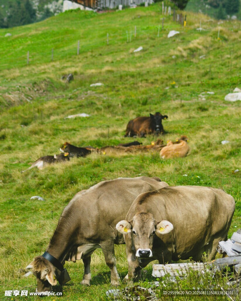 草原上悠闲吃草的牛群