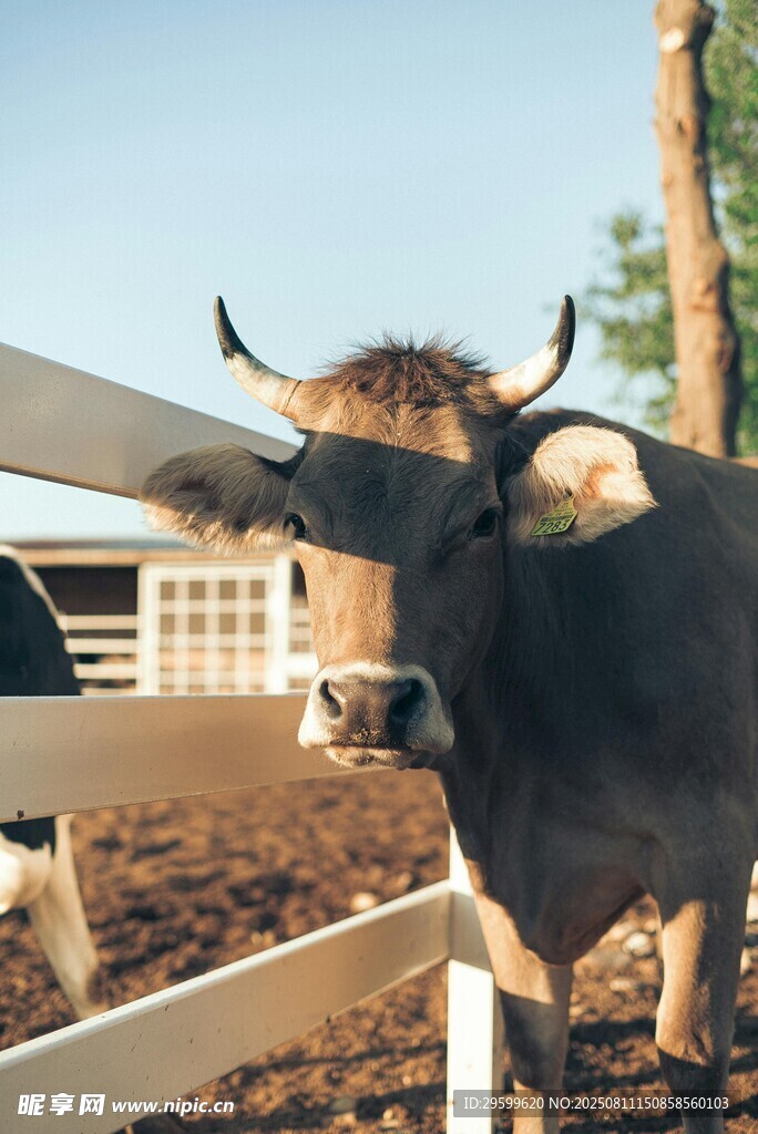 围栏内的带角牛