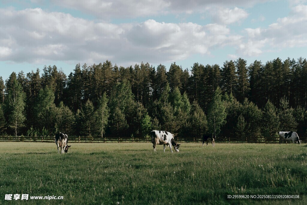 草原上悠闲的牛马群