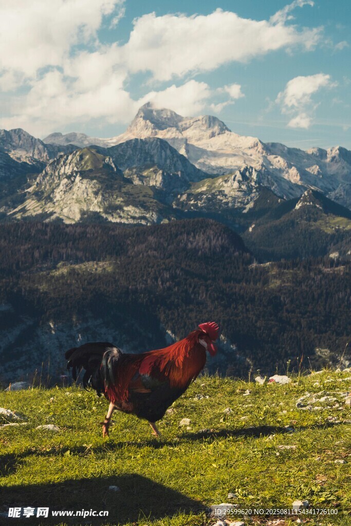 山间红鸡漫步壮丽风景