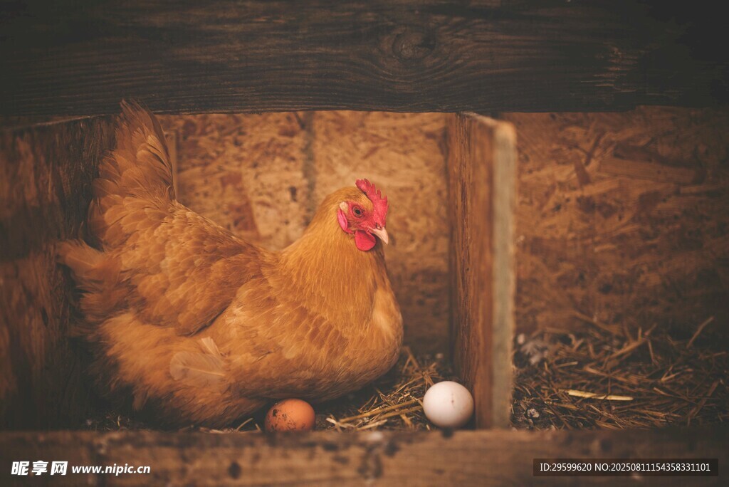 母鸡窝中孵蛋场景