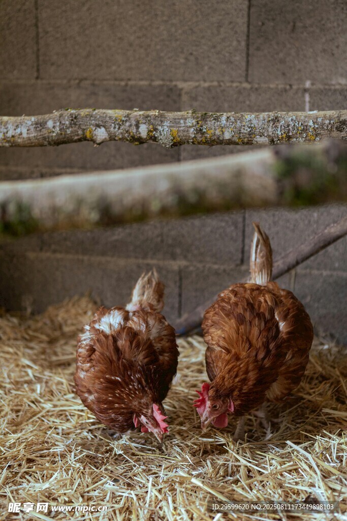 两只鸡在稻草上觅食