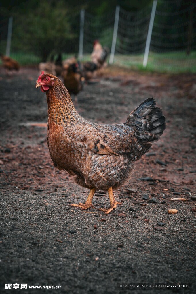 田园中的美丽母鸡