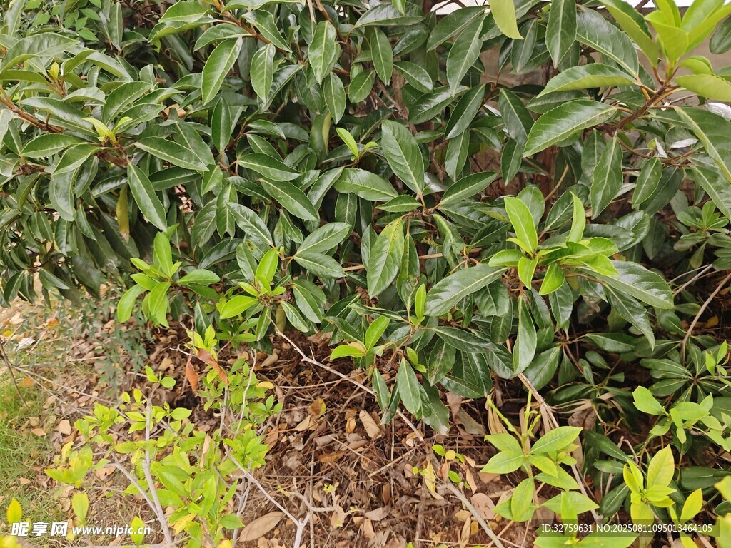 绿叶繁茂的植物景观