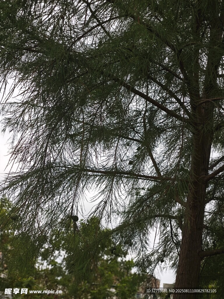 高大松树繁茂枝叶