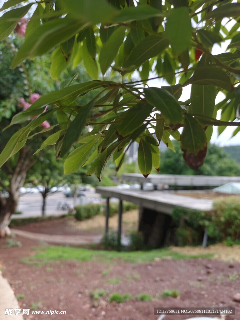 绿荫下的户外休闲桌椅