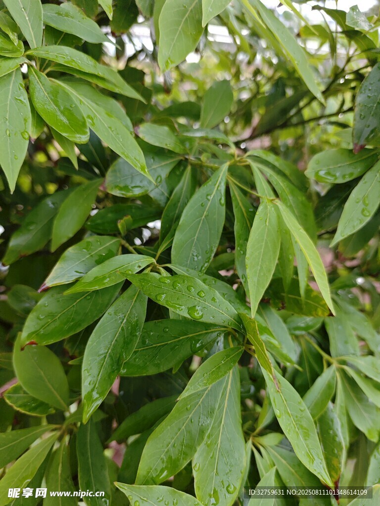 翠绿繁茂的植物叶片