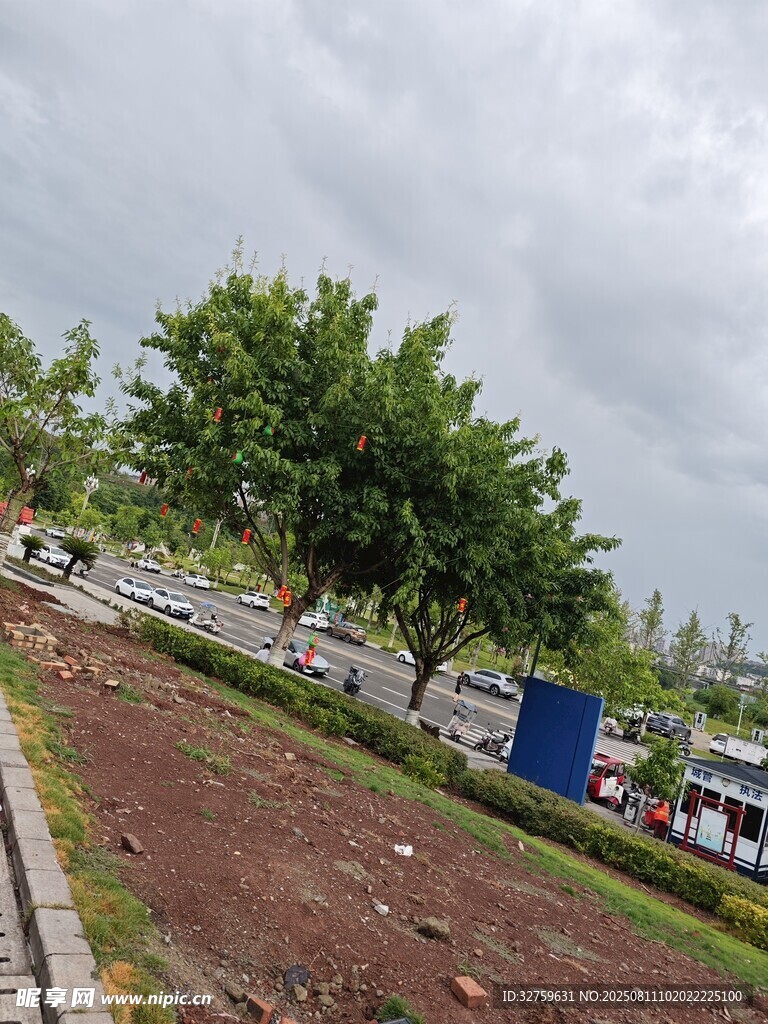 户外道路旁的绿树与空地