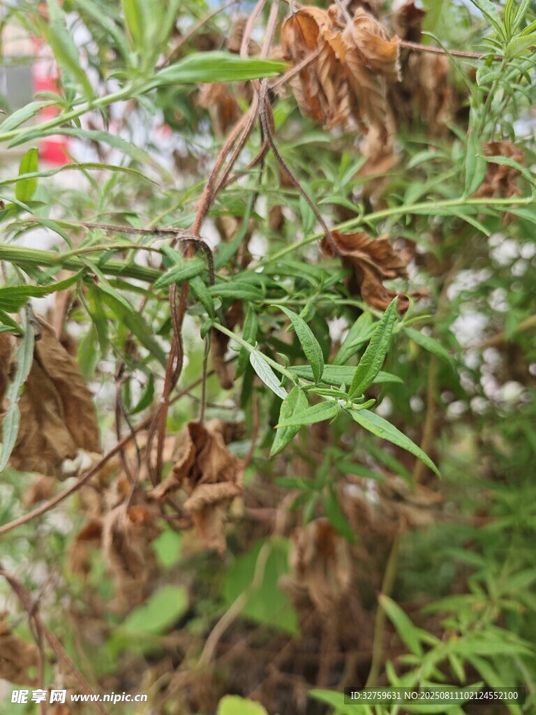 枯萎与生机并存的植物