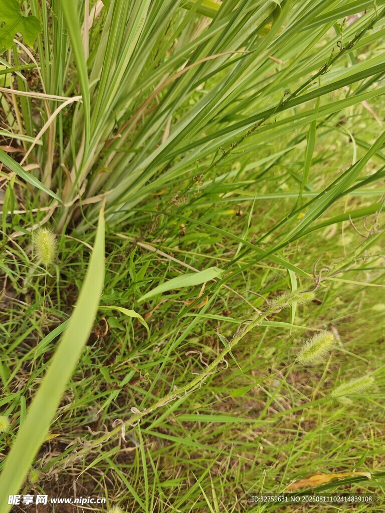 翠绿草丛中的细长叶片