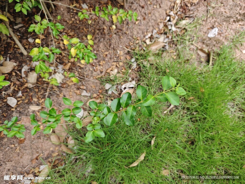 地面上的绿植与泥土