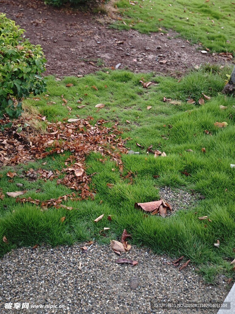 庭院草地与落叶景观