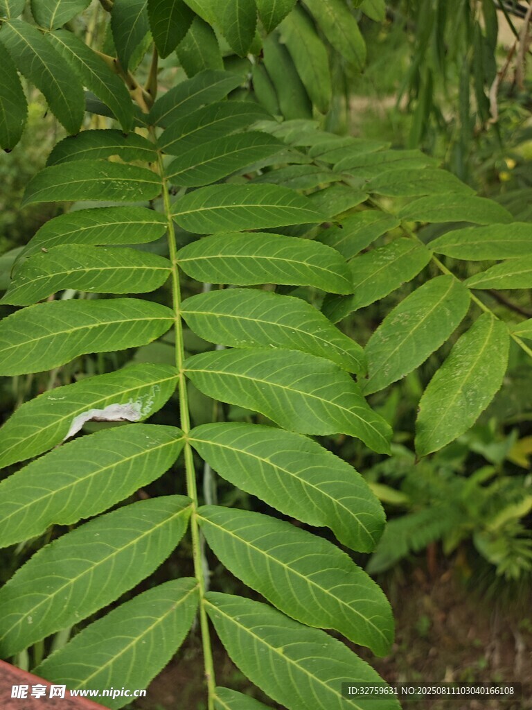 羽状绿叶植物特写