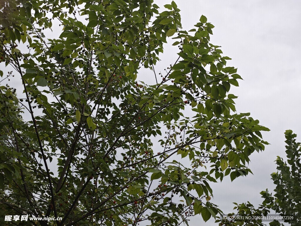 枝叶繁茂的绿树