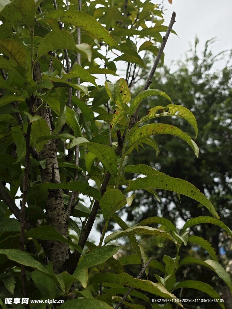 繁茂绿叶植物景观